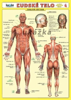 Ľudské telo - karta (Petr Kupka)